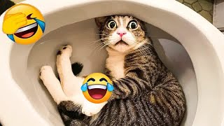 😻🐱 You Laugh You Lose Dogs And Cats 🐱🤣 Best Funny Animal Videos # 7