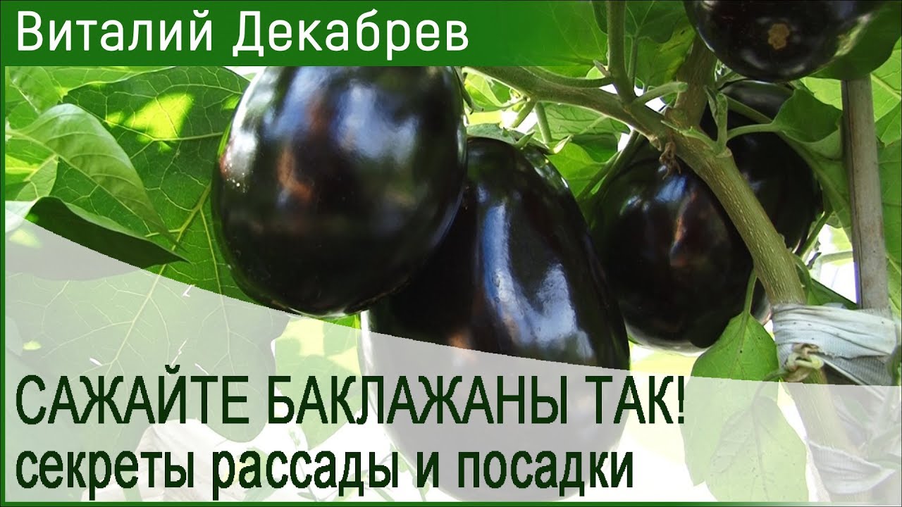 САЖАЙТЕ БАКЛАЖАНЫ ТАК! секреты рассады и посадки.