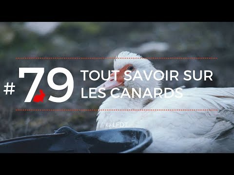 Vidéo: 4 façons de nourrir les cailles