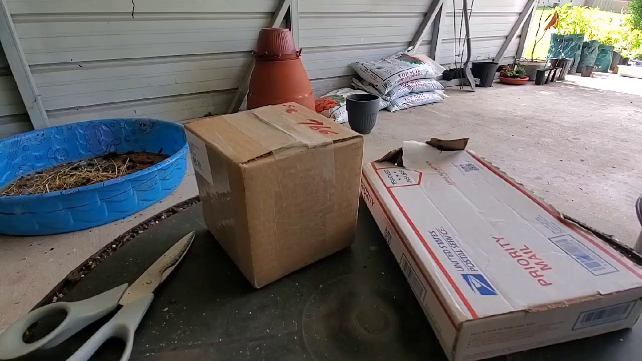 Plant Unboxing | Plant Mail 5/17/2020