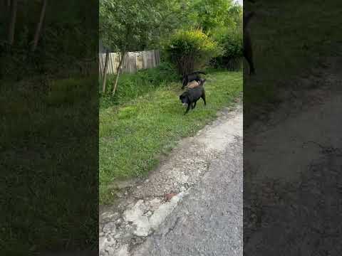 Уже мы с ошейником😁 #hunting #labrador #кабан #собака #яохота #животные #лесной #animals #рыбалка