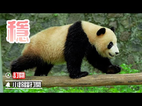 《熊貓早晚安》熊貓輕鬆過橋 | iPanda熊貓頻道