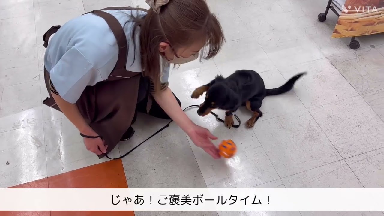 ミニチュア・ダックスフント | ペットショップ マルワン 小さめ子犬