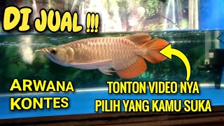 JUAL ARWANA , ARWANA BORNEO , ARWANA KALIMANTAN ,