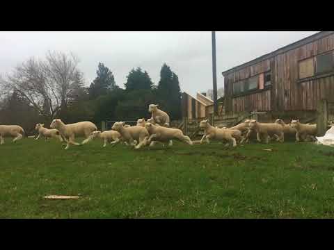 Jumping Lambs