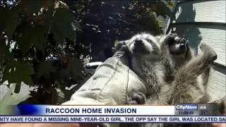Wrangling raccoons – how to properly deal with the cantankerous critters