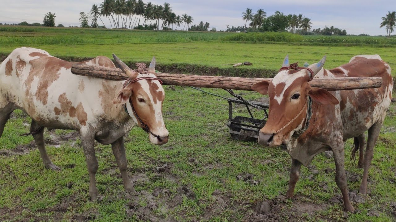 small Bullock training videos | Bullock working style | cowvideos | Bullockcart heavy load