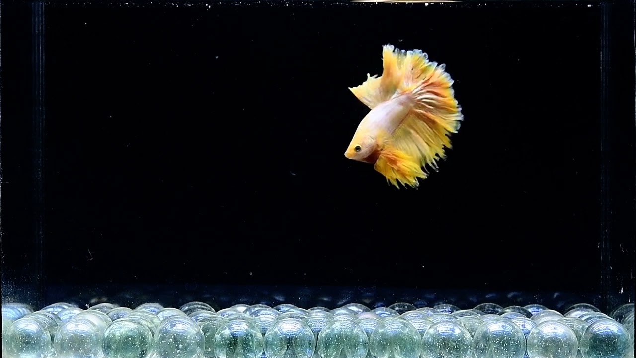 Male Betta: AU55 Fancy Yellow Brush Tail HM Premium Grade