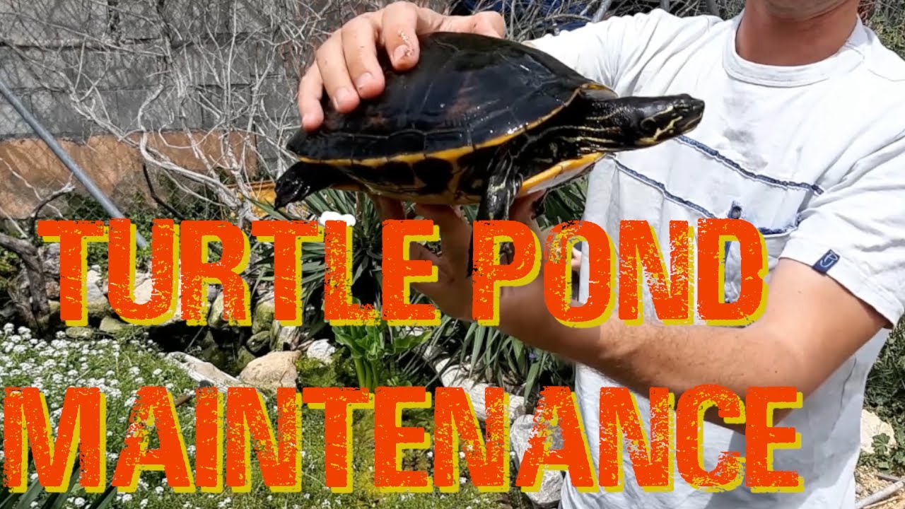HANDFEEDING TURTLES! / Turtle Pond Maintenance YouTube