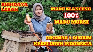 PELUANG USAHA BUDIDAYA LEBAH KLANCENG.MADU MURNI SIAP DIKIRIM KESELURUH INDONESIA |TRIGONA ITAMA