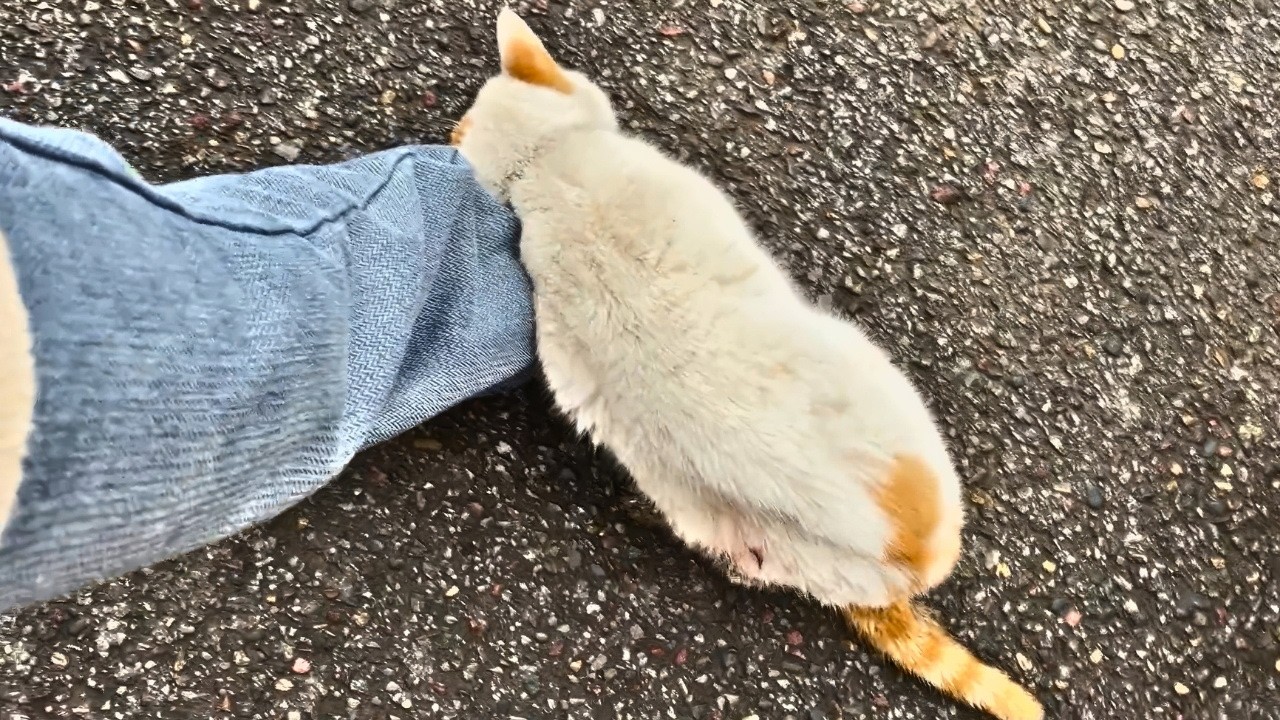 Eye-shattered stray cat, circling in anguish, collapsed at my feet, imploring rescue