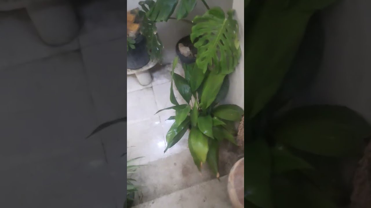 ماذا استفدت ❤❤من نباتاتي المنزلية 🪴🪴#نباتاتي #اجابة #الاكثار