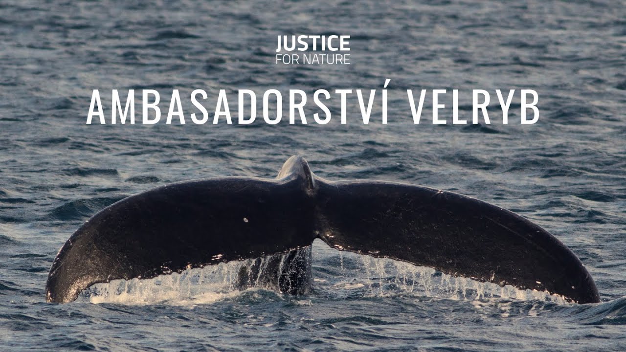 AMBASADORSTVÍ VELRYB