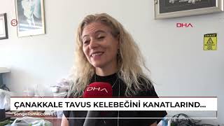 ÇANAKKALE Tavus kelebeğini kanatlarındaki desenler kuşlardan koruyor