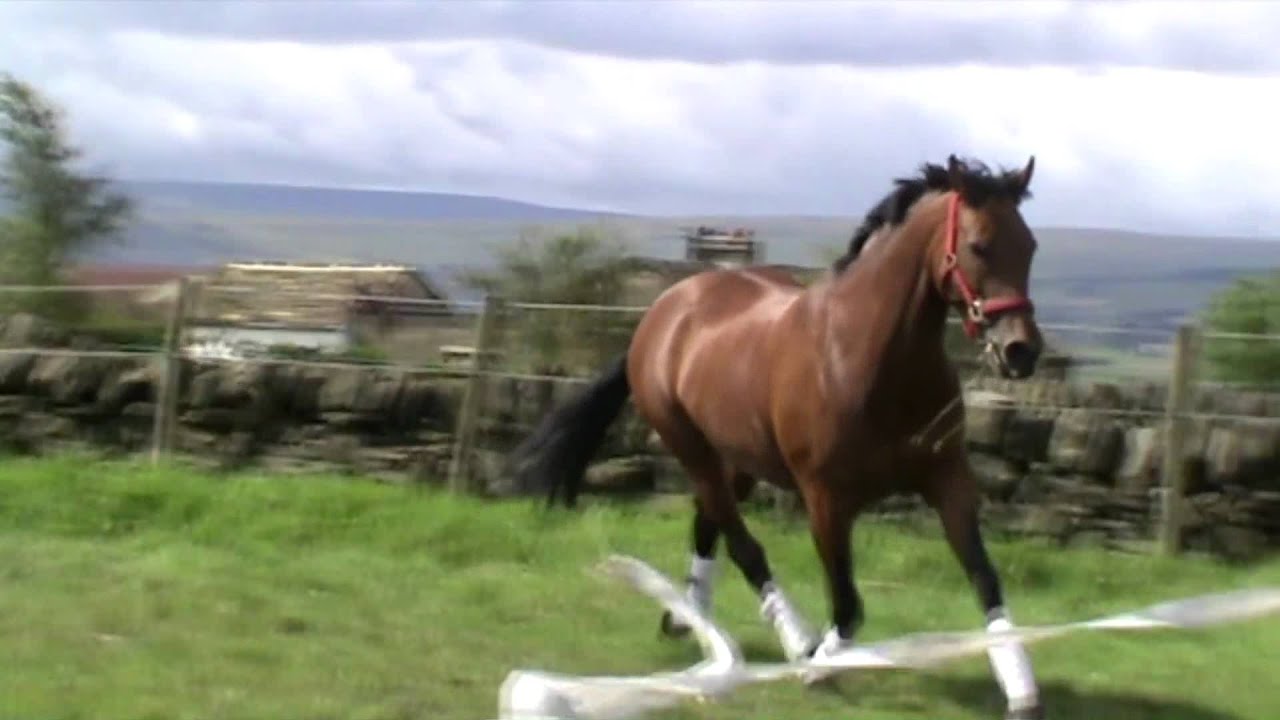 Join up with my horse YouTube