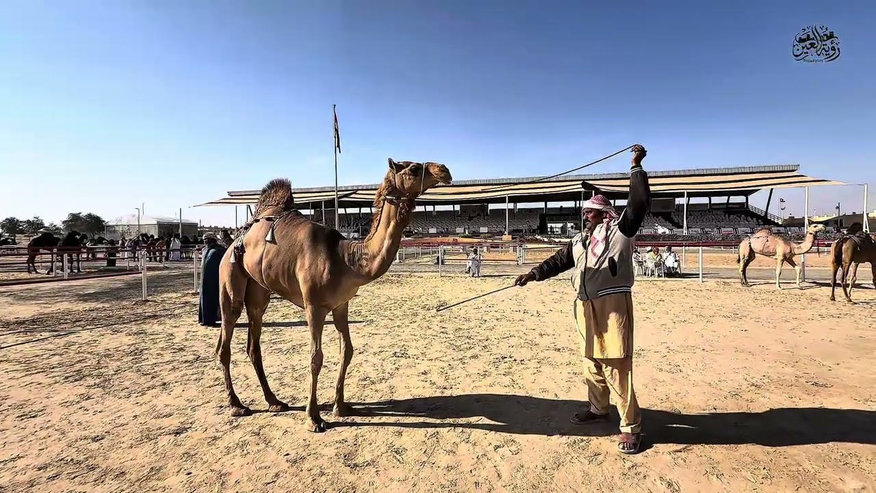 فقرة تعريف الحلال : شوط التلاد الرئيسي ١ (سن المفاريد ) مهرجان الظفرة