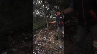 Kuzu Göbeği Üretiminde Kuzu Göbeği Sporlarının Talaş Ile Bahçeye Ekim Işlemi