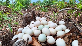 wow wow unique! a  female fisherman pick a lot of duck eggs in the forest