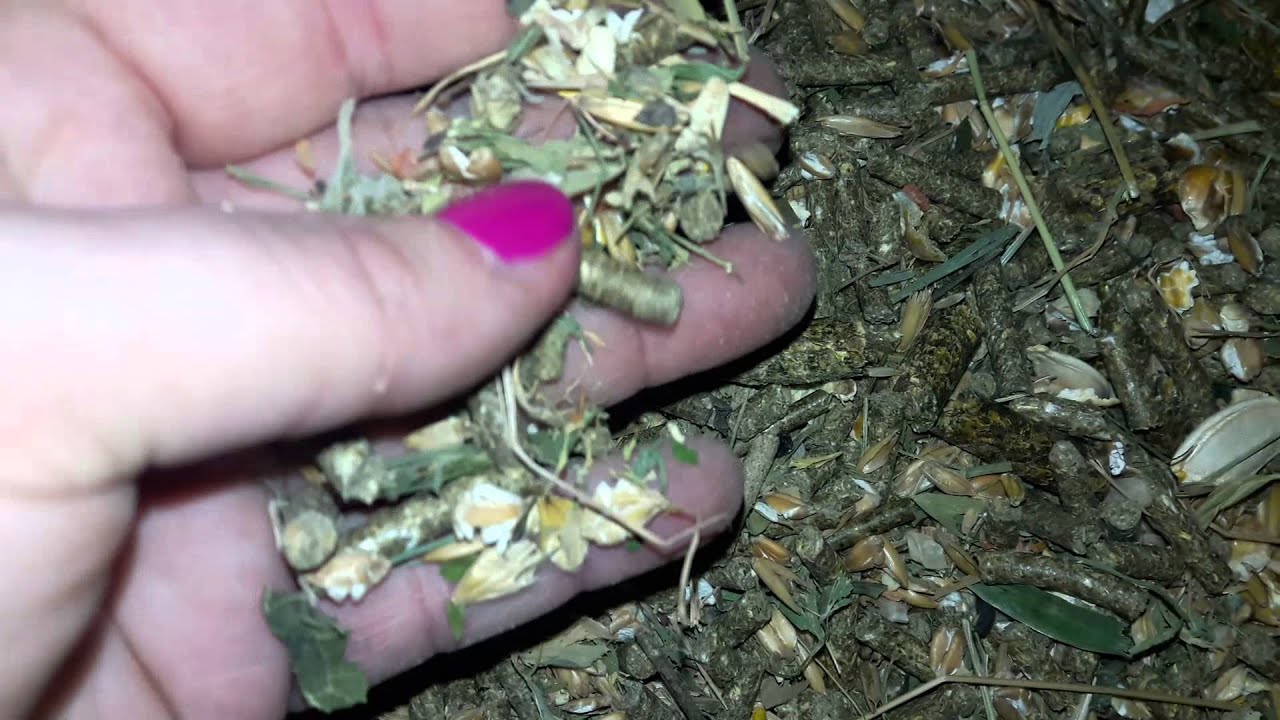 Корм для Шиншилл! Состав и ингридиенты! - Food for Chinchillas! Composition and ingredients!