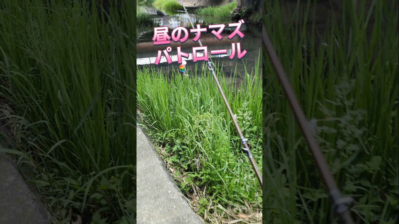 2026.4.29空き缶が３匹！釣れたら持って帰るつもりです🤣大谷川ナマズ釣り！ #fishing #釣り #catfish