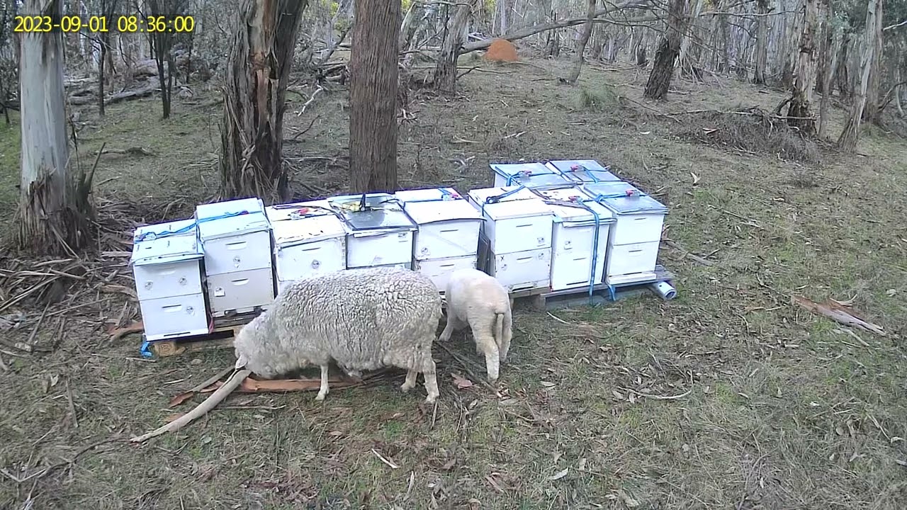 Beekeeping apiary LIVE CAM - little lamb 🐑 learns that bees sting 🐝! Great JUMP!