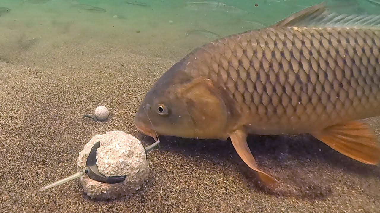 So Close! The Line Blocked the Carp at the Last Second