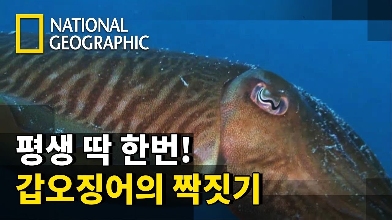 연속 삼회전 내동댕이치기! 암컷을 둘러싼 수컷들의 치열한 대결