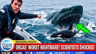 Orcas Are Terrified of One Animal — Scientists Shocked at What It Is