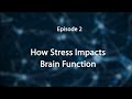 Stress Trauma And The Brain Insights For Educators How Stress Impacts The Brain