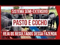 SISTEMA SEMI-EXTENSIVO DE CRIAÇÃO DE GADO DE CORTE - BOVINOS DE CORTE NO PASTO E SUPLEMENTAÇÃO