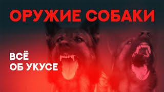 Всё об укусе собаки. У какой собаки самый сильный укус. Everything about dog bite.