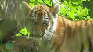 Marwell Zoo 9 August 2016 097
