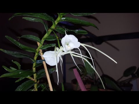 Angraecum germinyanum -цветение и уход