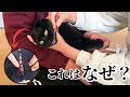まだ2歳の黒猫に起きたある異変