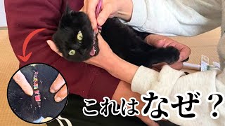 【中古】 捨て猫マーブルの毎日が日曜 Something strange happened to a two-year-old black cat - YouTube