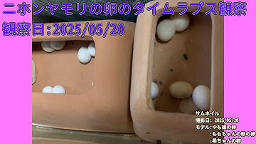 【Memorandum】 2025年05月20日 RPi-Cam-Web-Interfaceを用いたニホンヤモリの卵のTimelapse観察