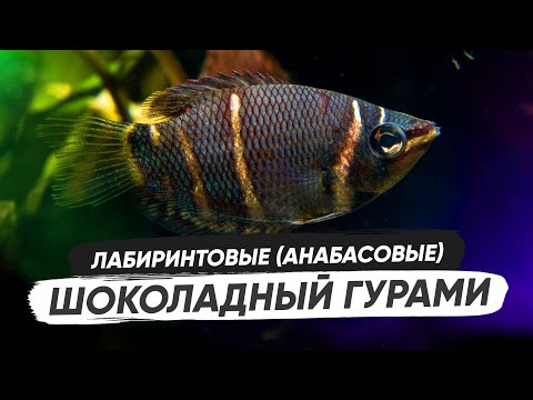 Шоколадный гурами / Содержание в аквариуме, обустройство аквариума, разведение, кормление