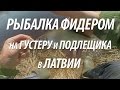 ГУСТЕРА И ПОДЛЕЩИК ЛОВЛЯ НА ФИДЕР. РЫБАЛКА В ЛАТВИИ С НОРМУНДОМ ГРАБОВСКИСОМ