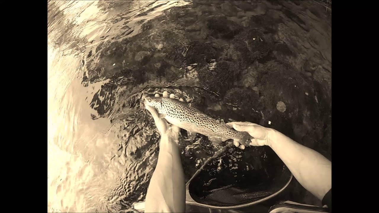 Peche Mouche: Truites Pyrenées Bearn