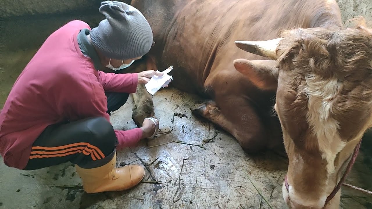 Penanganan  Luka pada Kuku Penyakit Mulut dan Kuku pada Sapi
