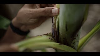 What is organic certification