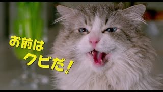 監督、猫アレルギーだった!?／映画『メン・イン・キャット』監督インタビュー映像