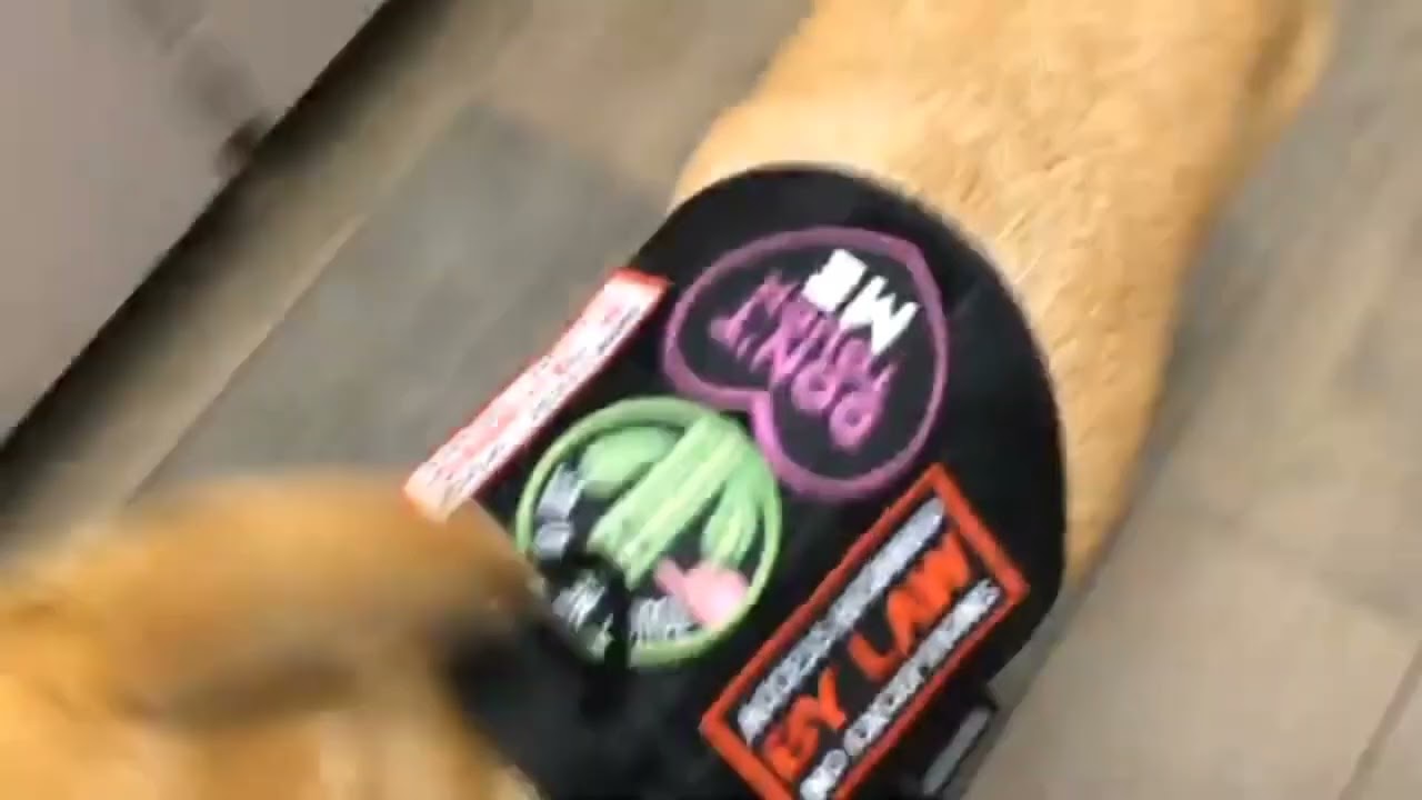 Service Dog Public Access Issue (Denied access because I "wasn't blind")