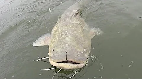 Huge Flathead Catfish Eats A Live Bait