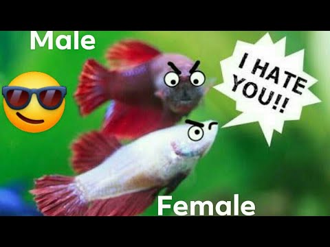 Come determinare il sesso del Betta