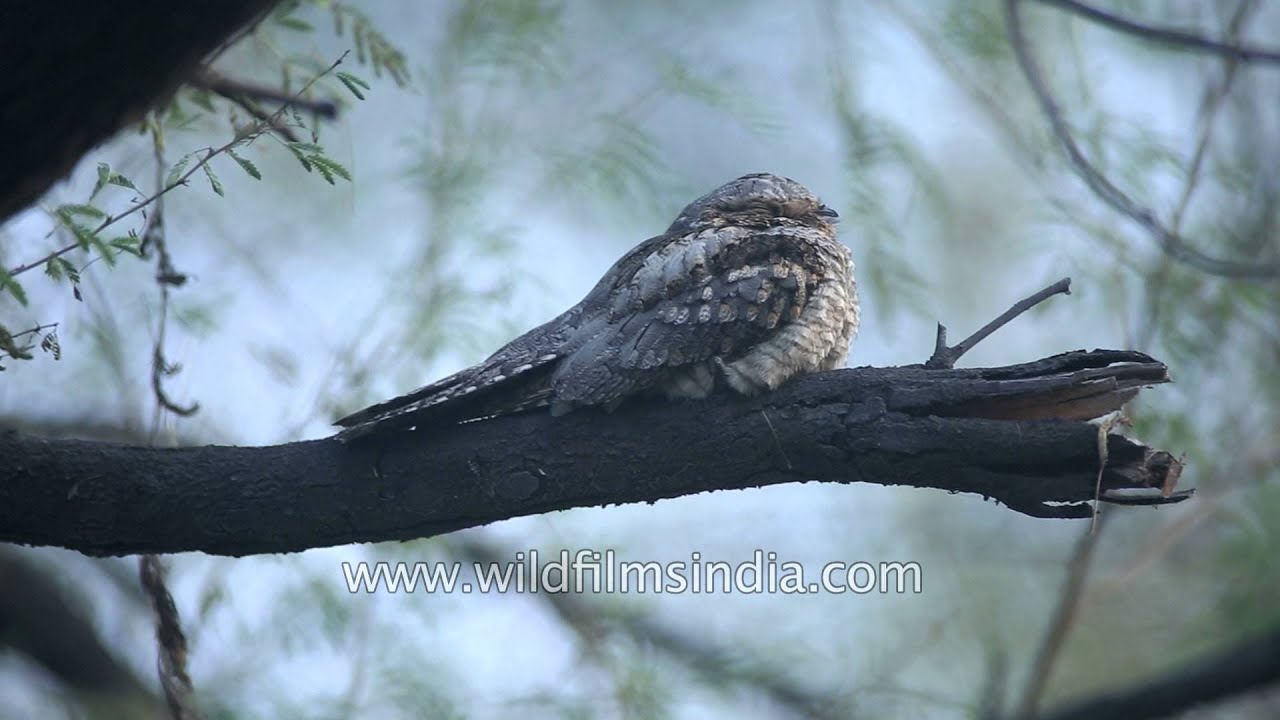 Nocturnal Grey Nightjar sits on a branch in the day-time at Bharatpur