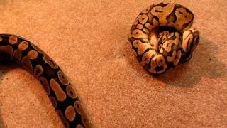 6 year old ball python!