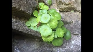 Pennywort, Wall Pennywort, Navelwort, Penny Pies, Umbilicus rupestris