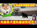 【日本各地熊出沒🚨】四歲柴犬慘被拖走、連狗帶屋拖幾公里！被捕的熊不能吃？焚化爐頂唔順要送落堆填區？？熊連環襲擊事件 | 日本新聞報導 | CC中文字幕 #熊出沒 #柴犬 #廣東話 #新聞 #突發