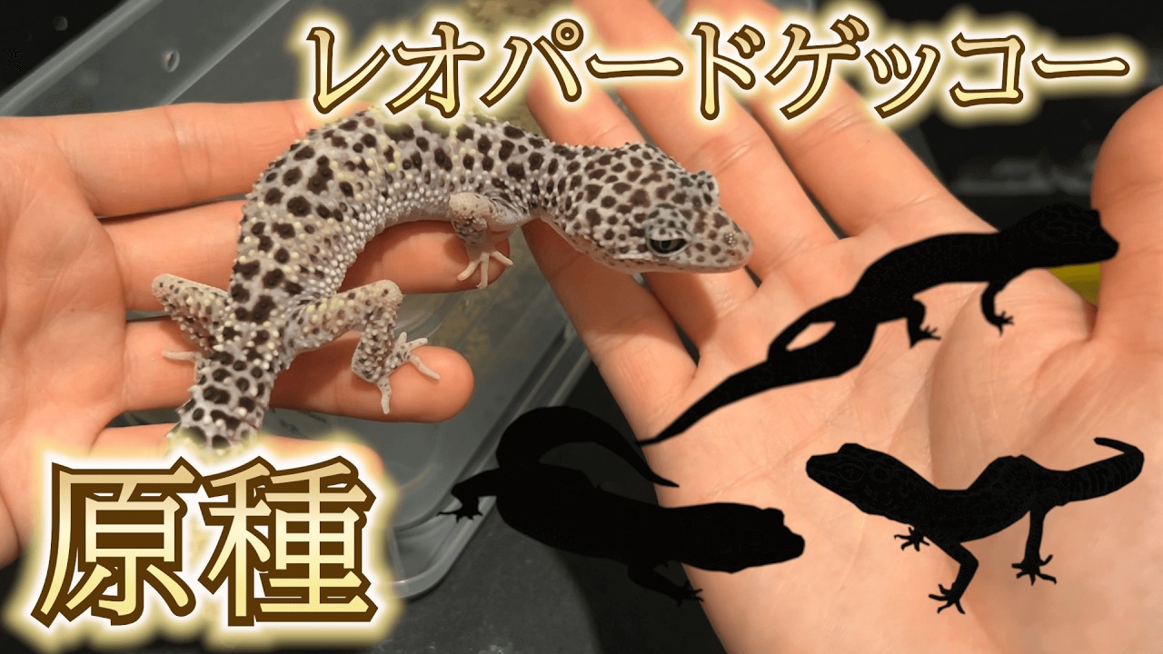 【亜種全種！】レオパのワイルドラインすべて紹介します。